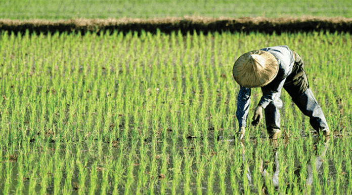 China desarrollará “plan de soberanía y autosuficiencia” junto a cooperativas agrícolas