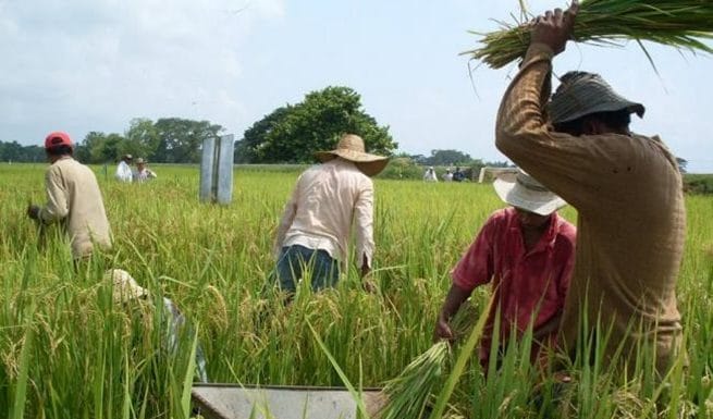 Arroceros piden declaratoria de emergencia por bacteria que afecta el producto