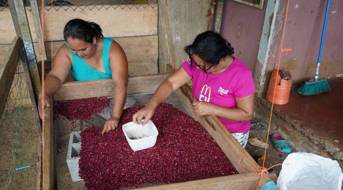 Frijoleros claman por recursos del Inder para mejorar cosechas