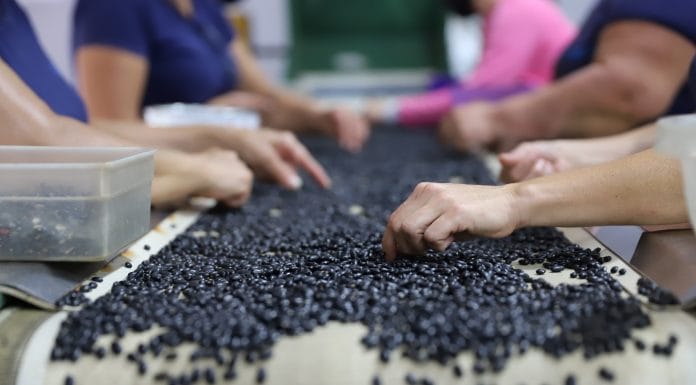Chaves decreta permiso para importar más de 5.000 toneladas de frijol sin aranceles