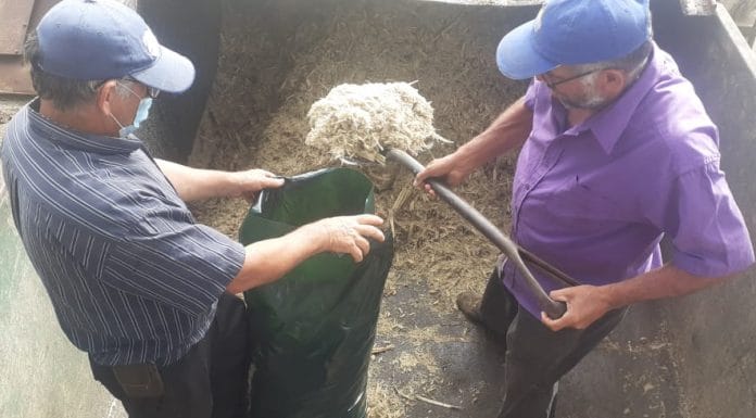 Coopecañera desarrolla innovador alimento a base de silos de caña