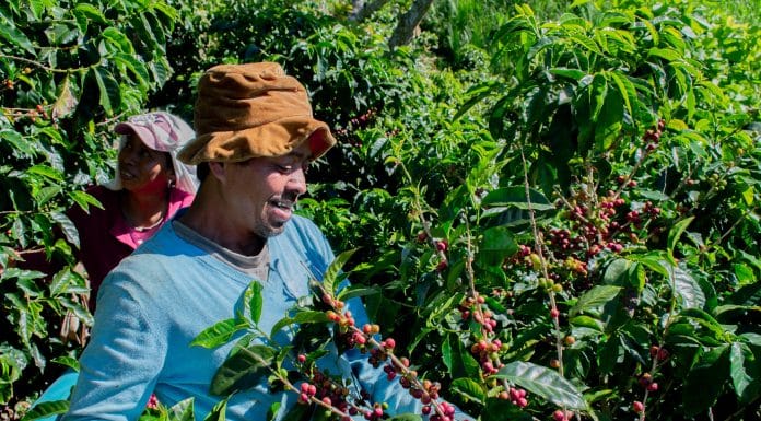 Cooperativa celebra cosecha de cafe con festival intercultural