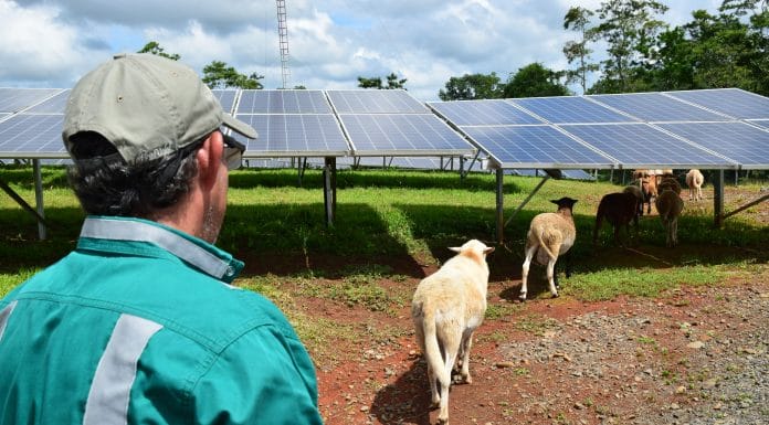 Ovejas ayudan en mantenimiento a terrenos del Parque Solar