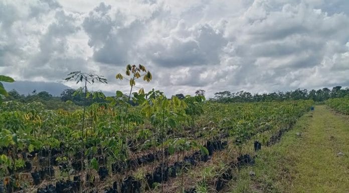 Cooperativa apoya 120 agricultores interesados en cultivar hule
