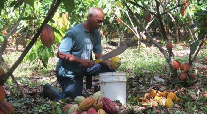 Cooperativa de productores agrícolas recibe certificación de calidad internacional