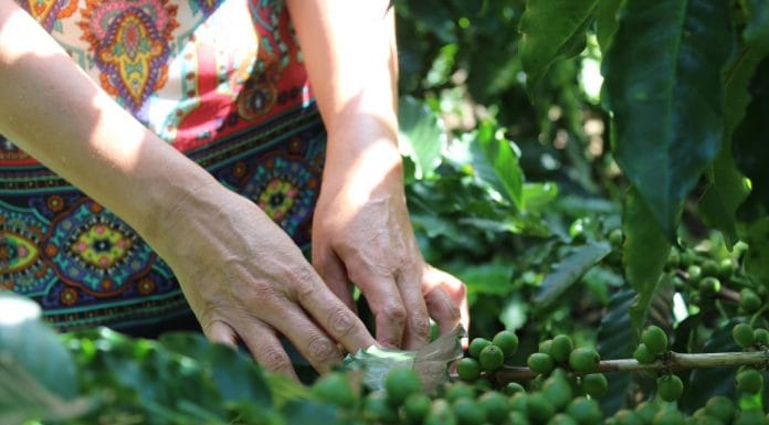 Café con esencia de mujer es lanzado al mercado nacional por 34 mujeres emprendedoras