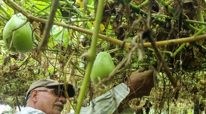Productores de chayote próximos garantizar oportunidades en el Yas de Cartago