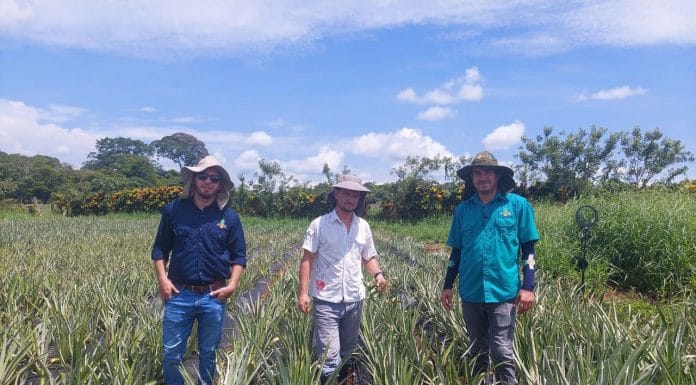 Coopepiña R. L. reduce a la mitad el uso de pesticidas