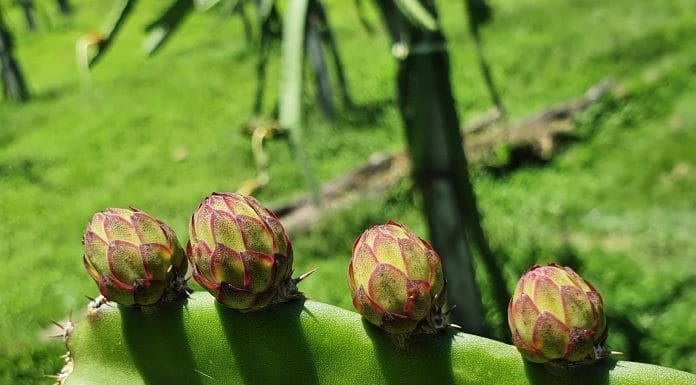 Coope Dragon Fruit está a las puertas de su primera cosecha de exportación