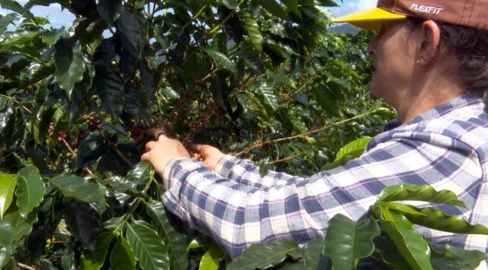 Cooperativa exportará más de 10.000 kilos de café este año