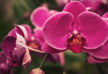Costa Rica amplía posibilidades para exportación de orquídeas a Estados Unidos