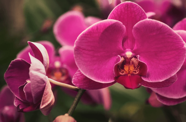 Costa Rica amplía posibilidades para exportación de orquídeas a Estados Unidos