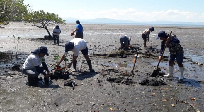 Mujeres rescatan manglar en Manzanillo sin recibir un sólo colón a cambio