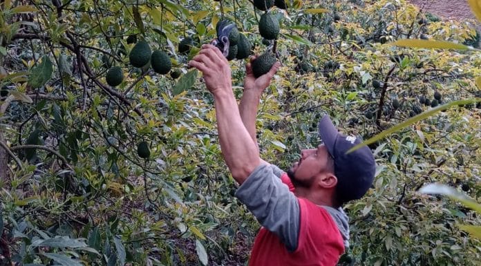Aguacate Hass de la Zona de Los Santos con oportunidad de entrar al mercado en Italia