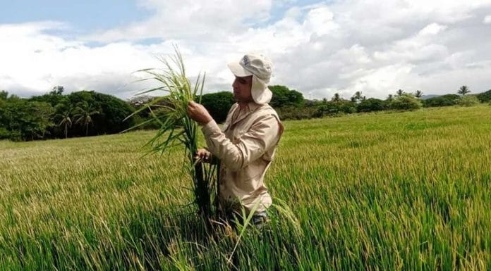 Productores de arroz reclaman reducción del 24% en el precio que siguen sin ver los consumidores