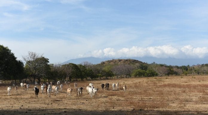 Sequía producida por fenómeno El Niño tiene en alerta amarrilla a Costa Rica