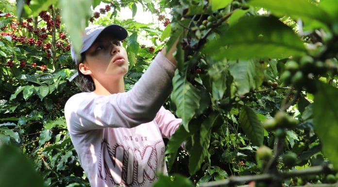 Presidente Rodrigo Chaves anunció póliza de riesgo de trabajo para los recolectores de café