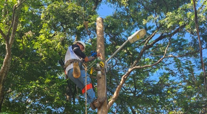 Uso de cable semiaislado de electricidad reducirá riesgo de muerte de monos, perezoso y ardillas en Guanacaste