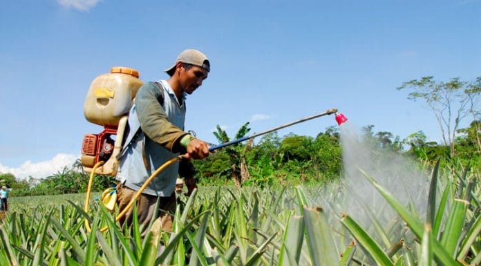Sector agrícola apoya la posición del ministro del MAG para evitar la prohibición de agroquímicos sin criterios técnicos ni científicos