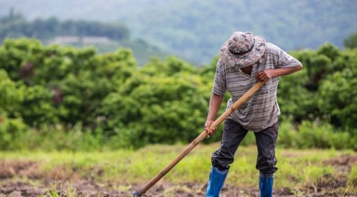 Gobierno realiza jornadas especiales para regularizar estatus migratorio a trabajadores temporales extranjeros del sector agropecuario