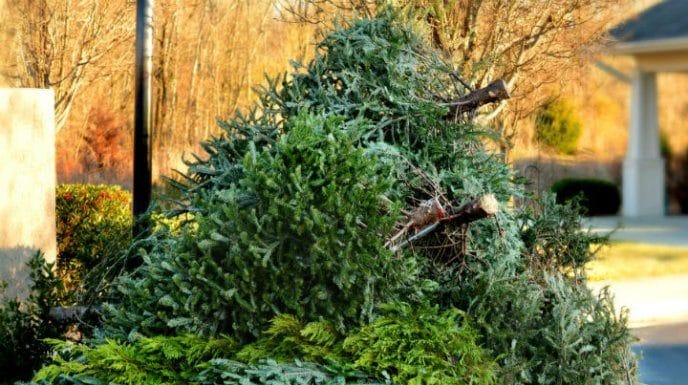 Campaña invita a evitar que árboles de Navidad contaminen el ambiente y se transformen en energía