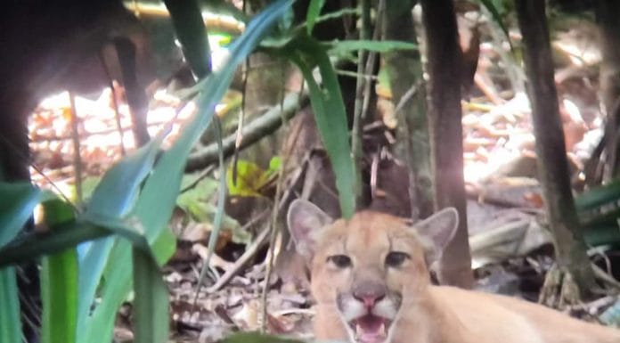 ¡Impresionante! Avistamiento de tres pumas juntos sorprende a turistas en el Parque Nacional Corcovado