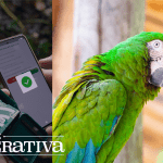 GREEN MACAW