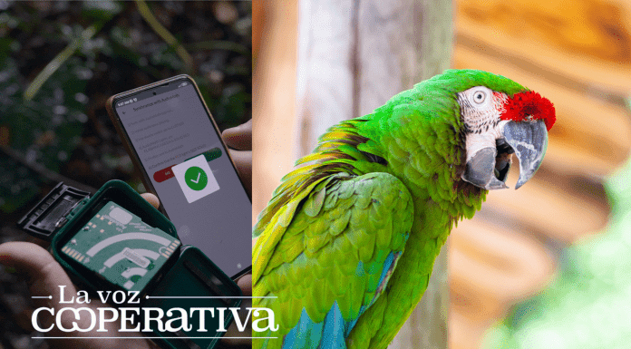 Inteligencia artificial clave en la conservación de la lapa verde en Costa Rica Lapa verde