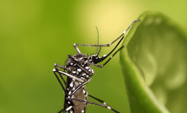 Caja invertirá ₡332 millones para luchar contra el dengue