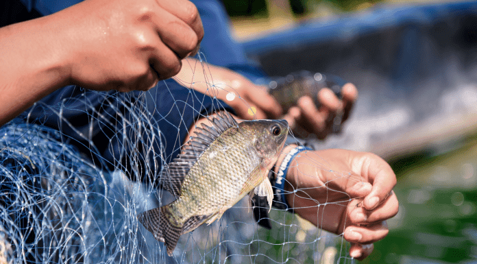 Comercialización de Tilapia se abre camino en Limón