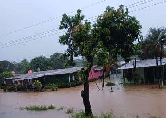 Productores de café en alerta ante enormes pérdidas por lluvias